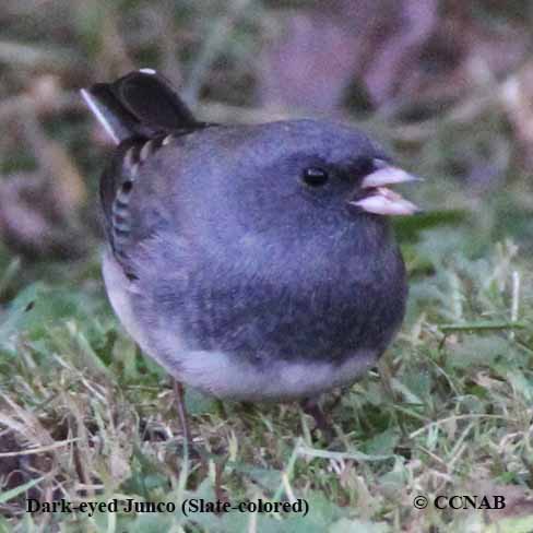 Dark-eyed Junco (Slate-colored)