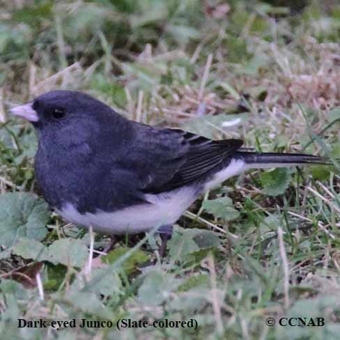 Dark-eyed Junco (Slate-colored)