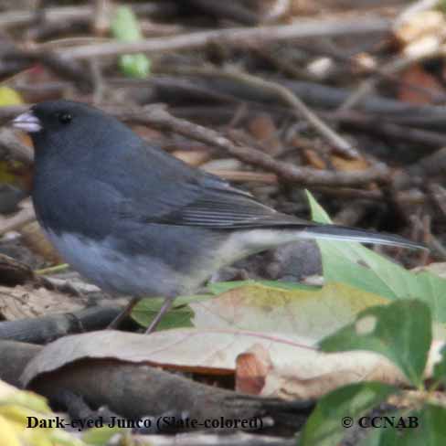 Birds of North America