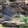 Dark-eyed Junco (Slate-colored)