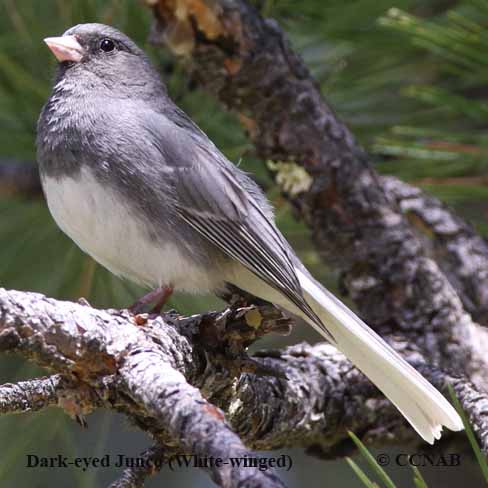 Dark-eyed Junco (White-winged)