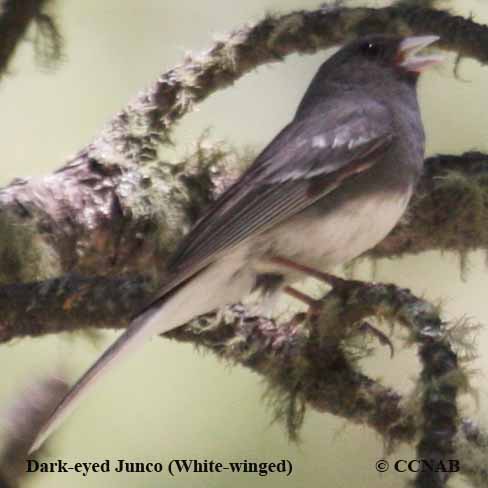 Dark-eyed Junco (White-winged)