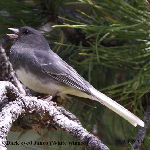 Dark-eyed Junco (White-winged)