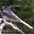 Dark-eyed Junco White-winged range map