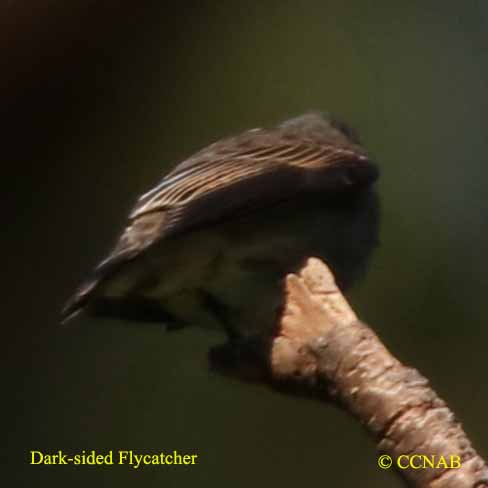 Dark-sided Flycatcher