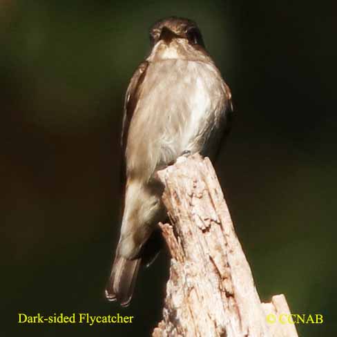 Dark-sided Flycatcher