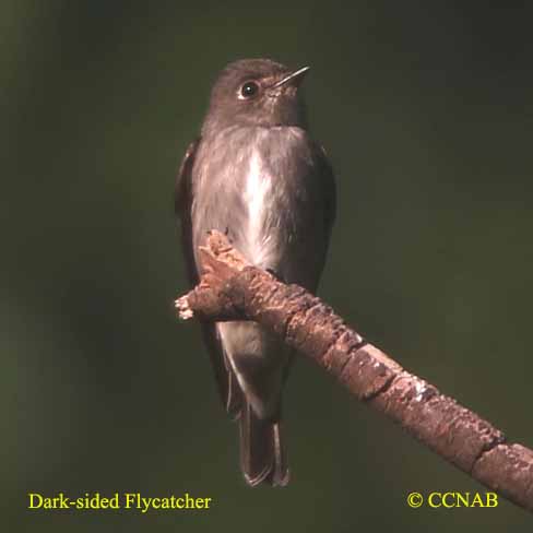 Dark-sided Flycatcher