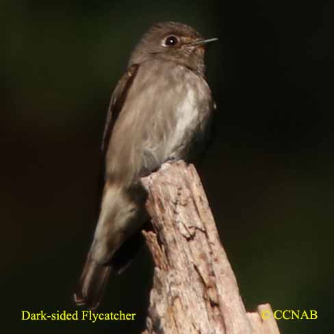 Dark-sided Flycatcher