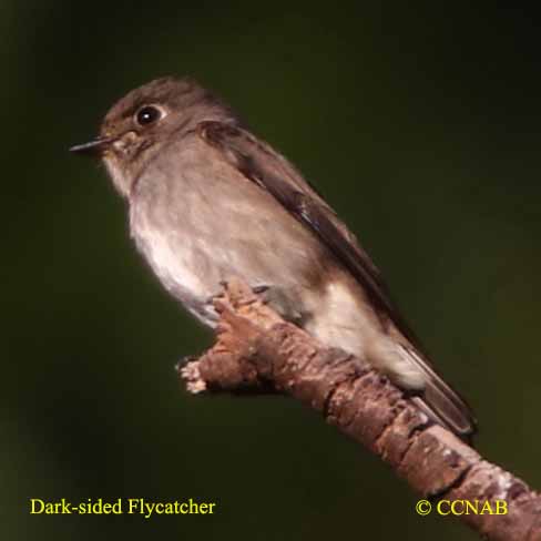 Birds of North America