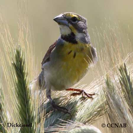 Dickcissel