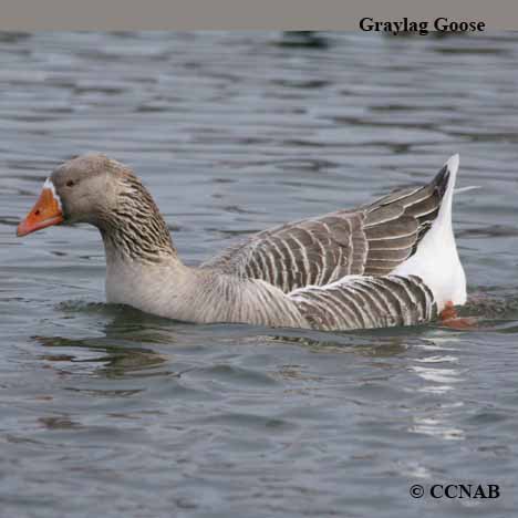 Domestic Graylag Goose