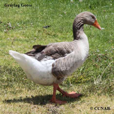 Domestic Graylag Goose