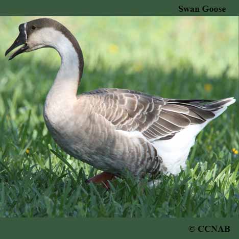 Domestic Swan Goose