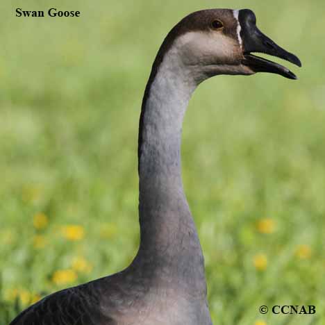 Domestic Swan Goose