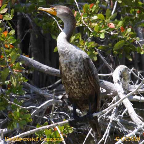 Birds of North America