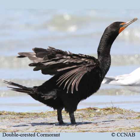 Birds of North America
