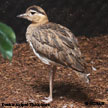 Double-striped Thick-knee range map