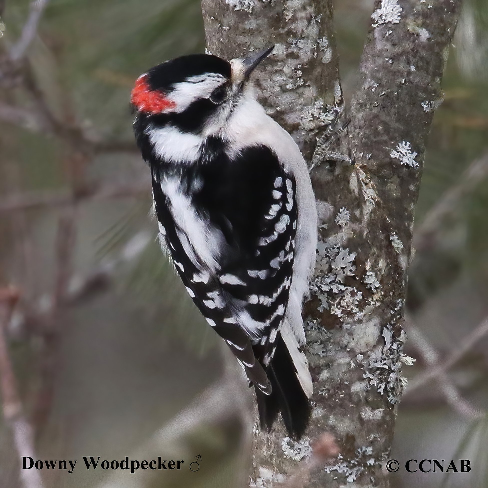 Downy Woodpecker