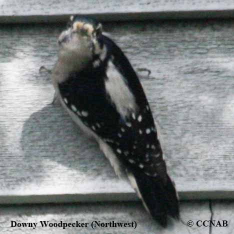 Downy Woodpecker (Pacific Northwest)