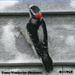 Downy Woodpecker (Pacific Northwest) songs and calls