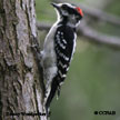 Downy Woodpecker songs and calls