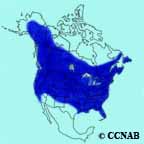 Downy Woodpecker range map