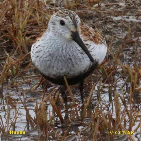 Birds of North America