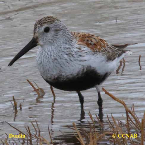 Dunlin (Pacific)