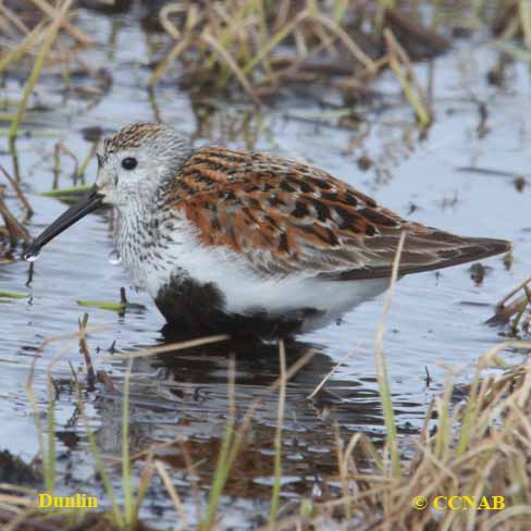 Dunlin (Pacific)