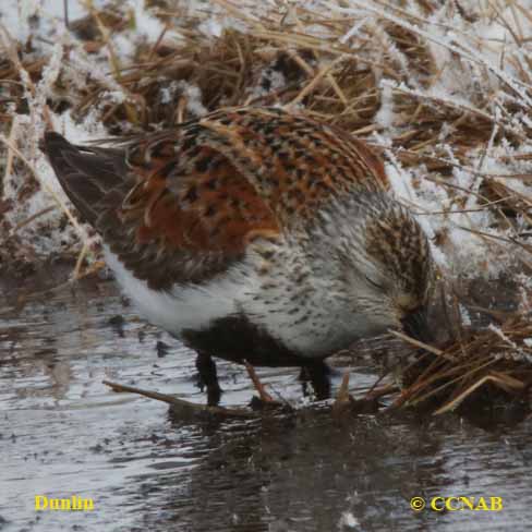 Dunlin (Pacific)