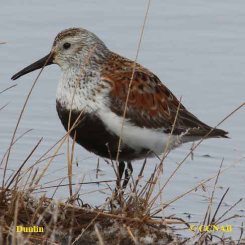 Dunlin (Pacific)