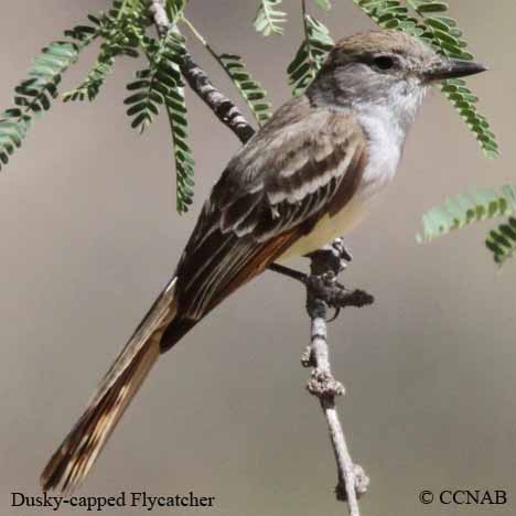 North American Birds songs and calls