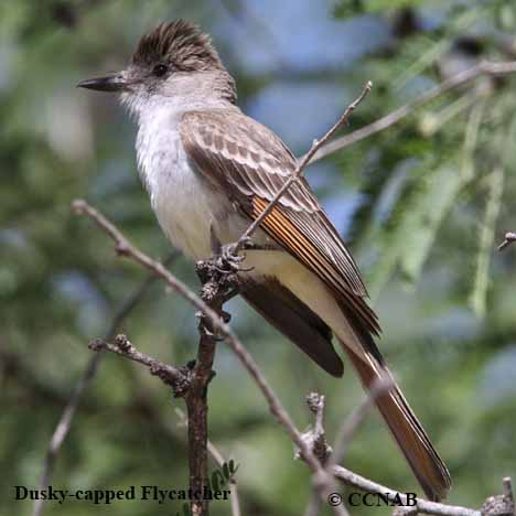 Birds of North America