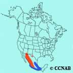Dusky-capped Flycatcher range map