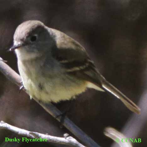 Birds of North America