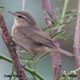 Dusky Warbler