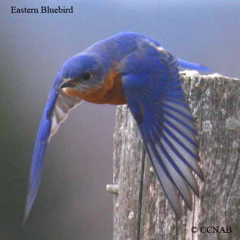 Birds of North America