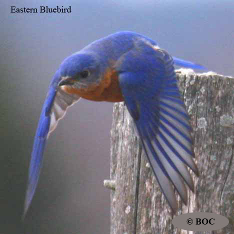 Birds of North America