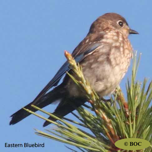 Birds of North America