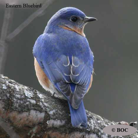 bluebirds