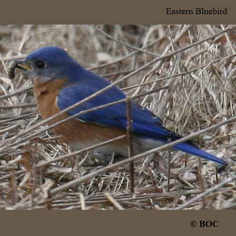 Birds of North America
