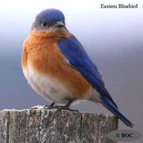 Birds of North America
