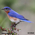 Eastern Bluebird range map