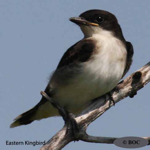 Eastern Kingbird
