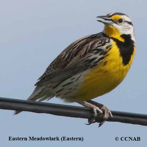 Eastern Meadowlark (Eastern)