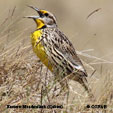 Eastern Meadowlark range map