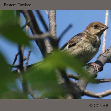 Eastern Towhee