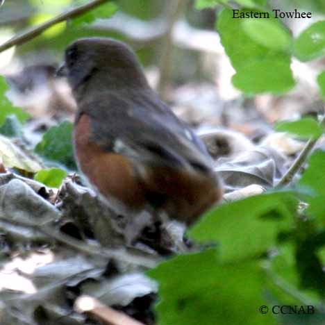 Eastern Towhee