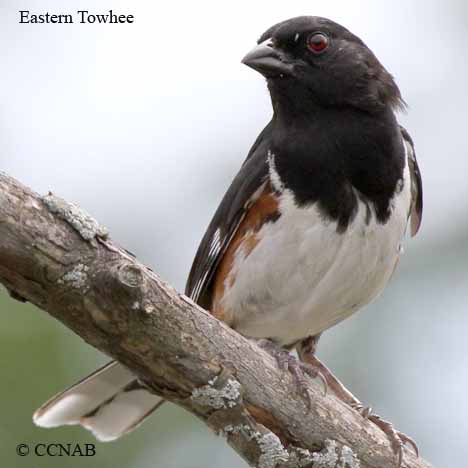 North American Towhees