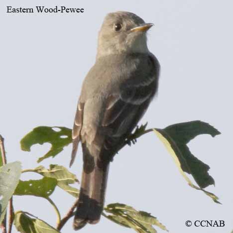 Birds of North America